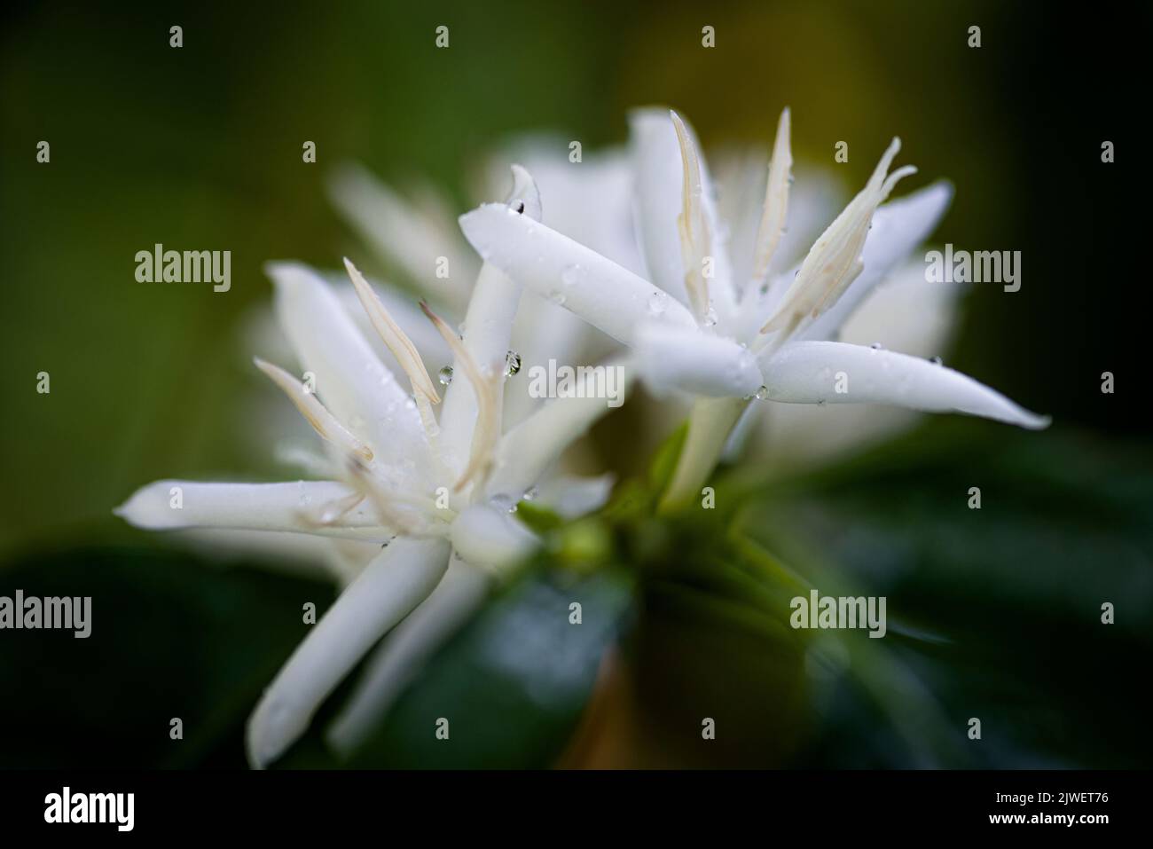 Flower of coffee (Arabica) with rain drops Stock Photo