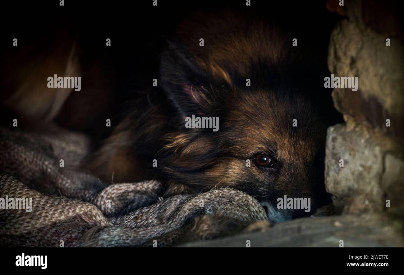 A fluffy dog lies on used coffee bags Stock Photo
