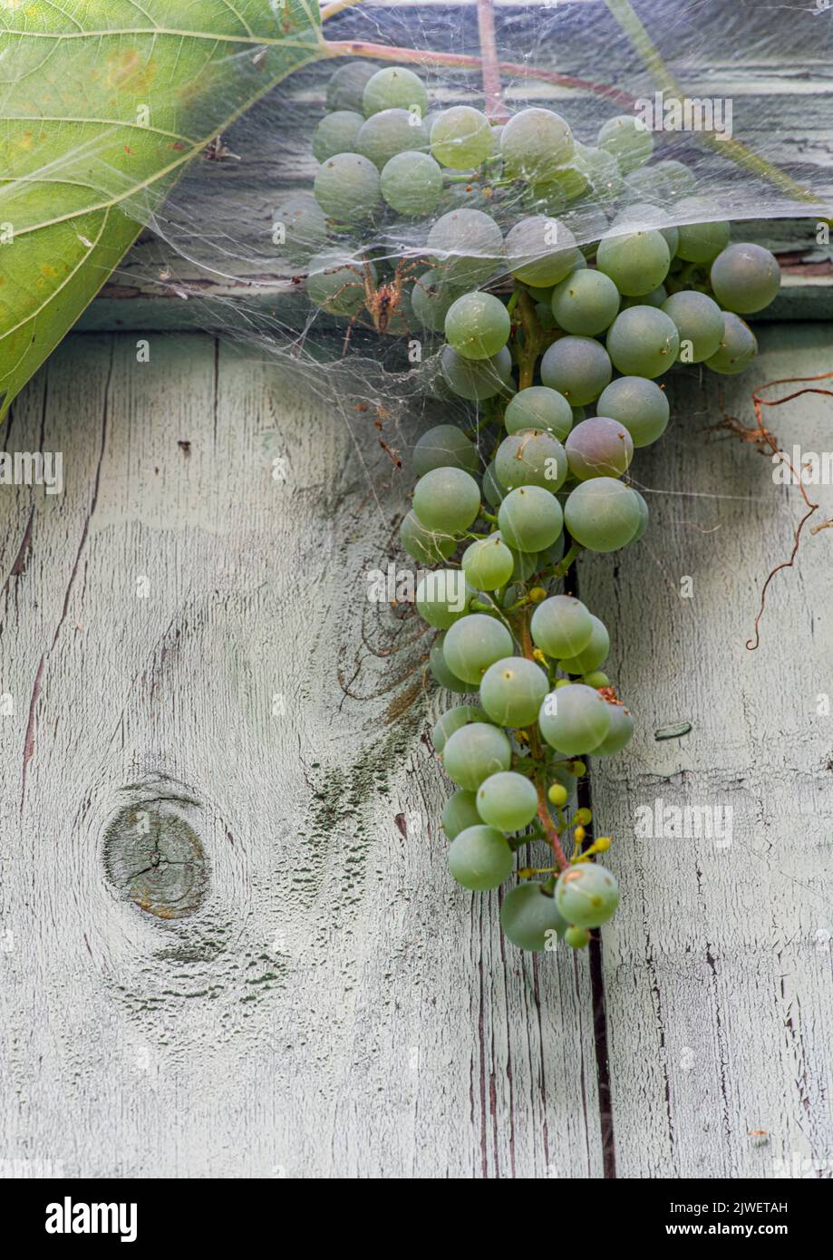 A bunch of the Frontenac Gris grape, partly covered with the spiderweb