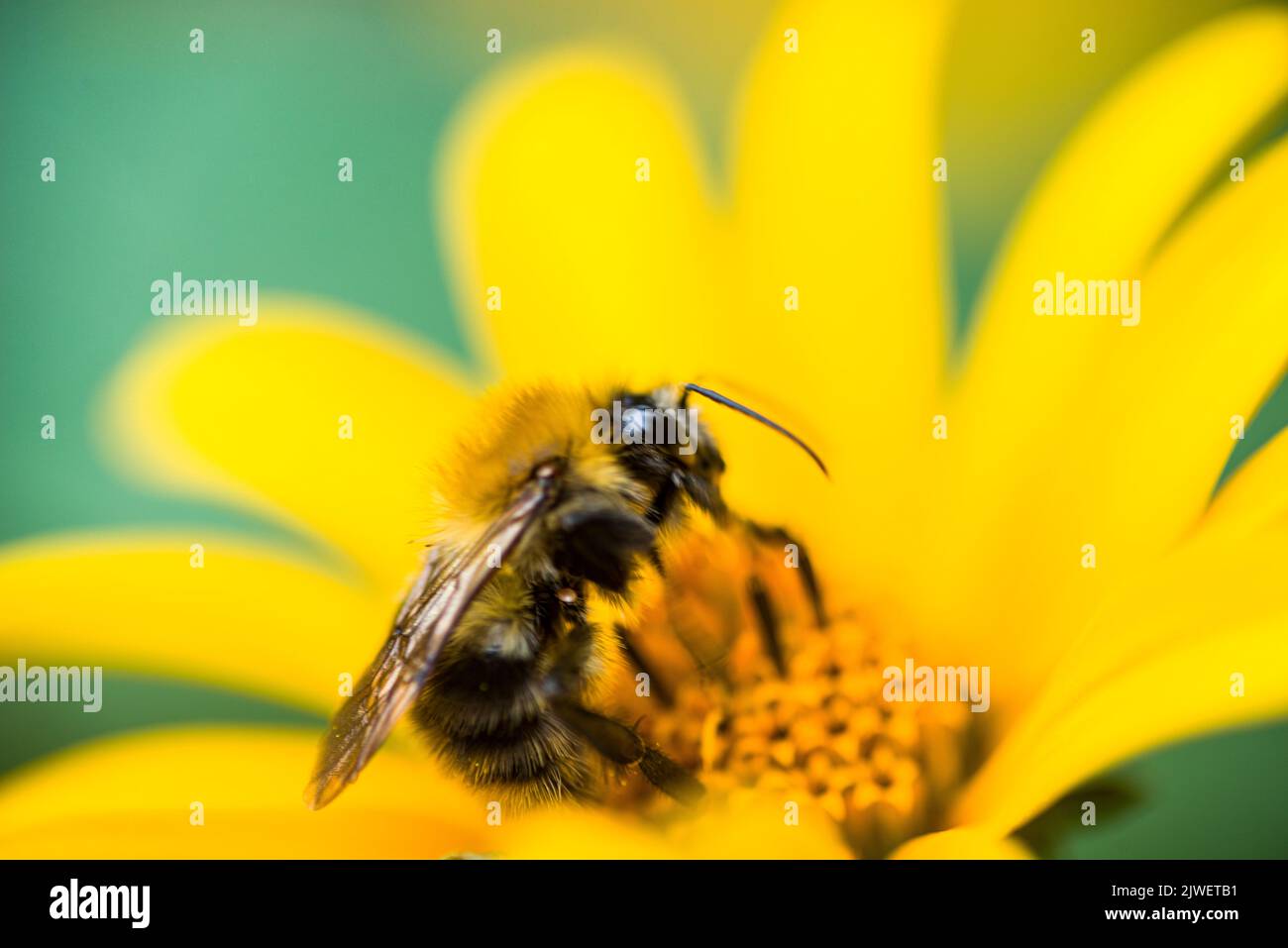 A honey-bee, pollinating the bright yellow flower Stock Photo