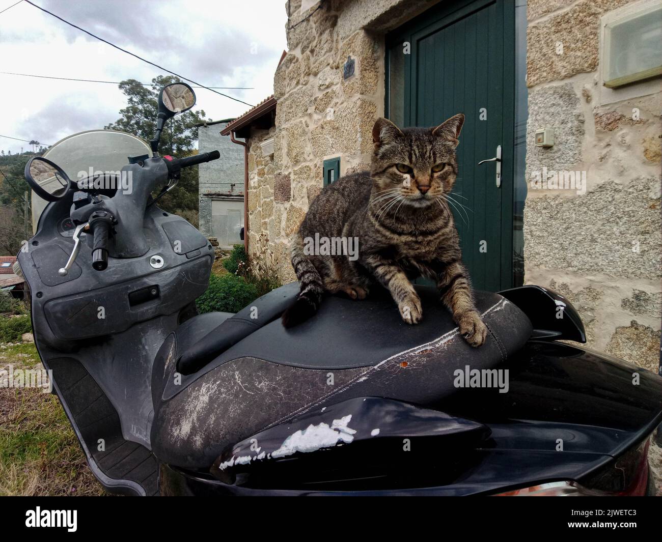 cat on a motorcycle Stock Photo Alamy