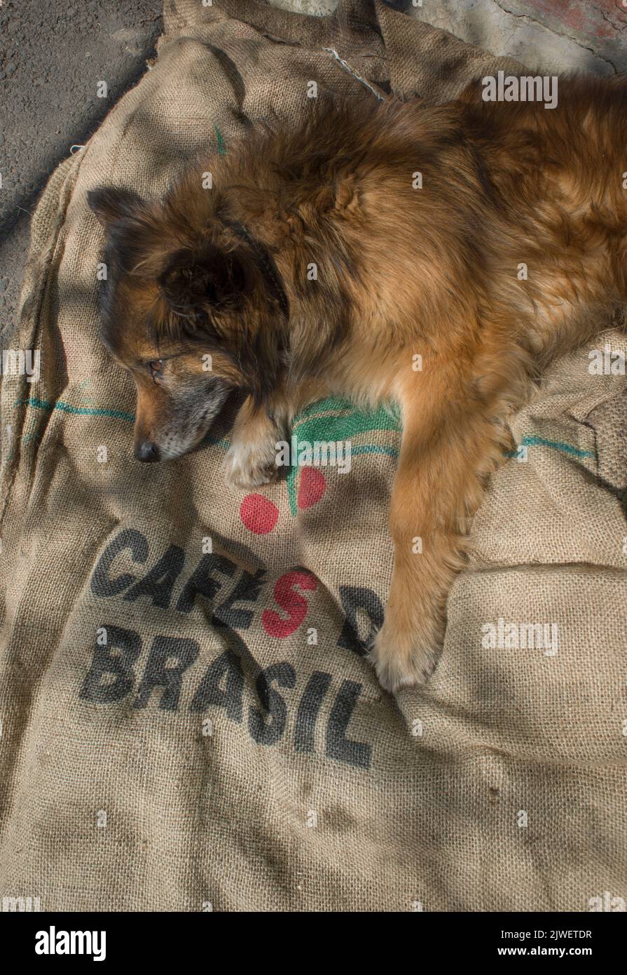 A fluffy dog lies on used coffee bags Stock Photo