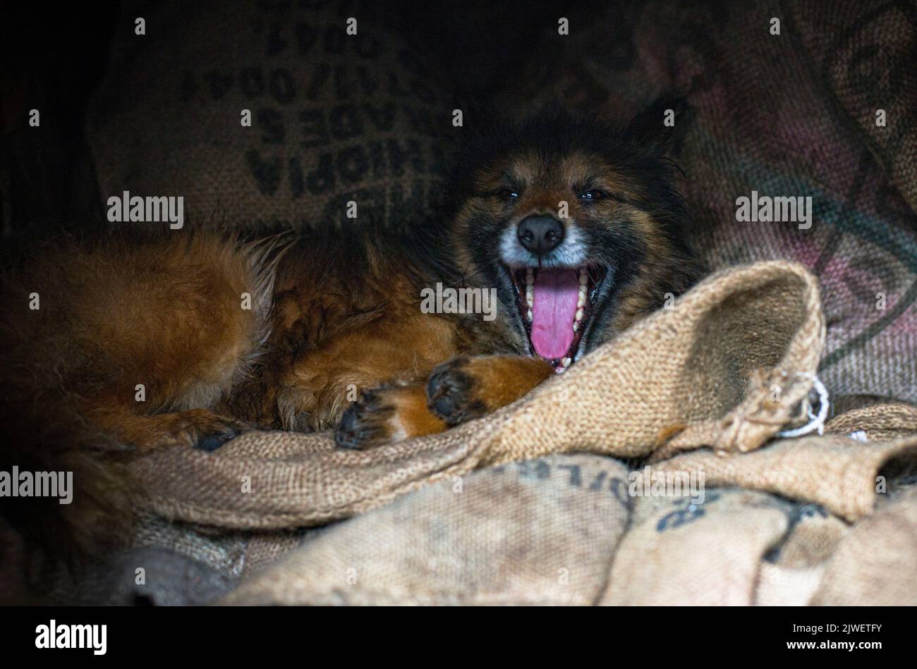 A fluffy smiling dog lies on used coffee bags Stock Photo