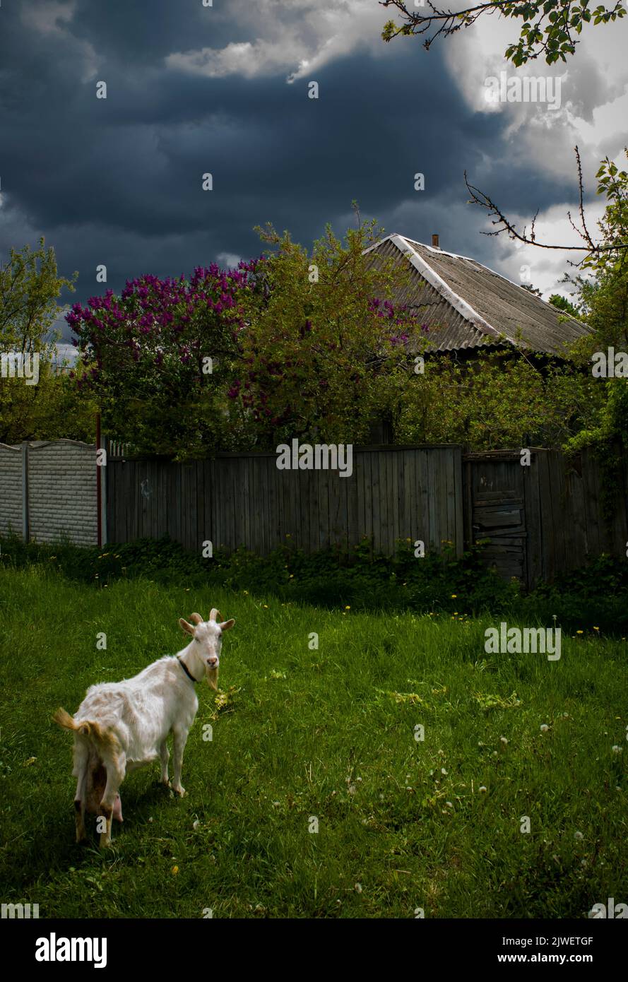 A goat, grazing near blooming lilac Stock Photo