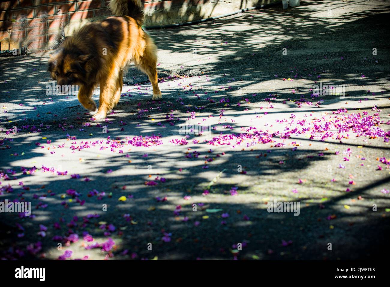 A fluffy dog walks on fallen lilac flowers Stock Photo