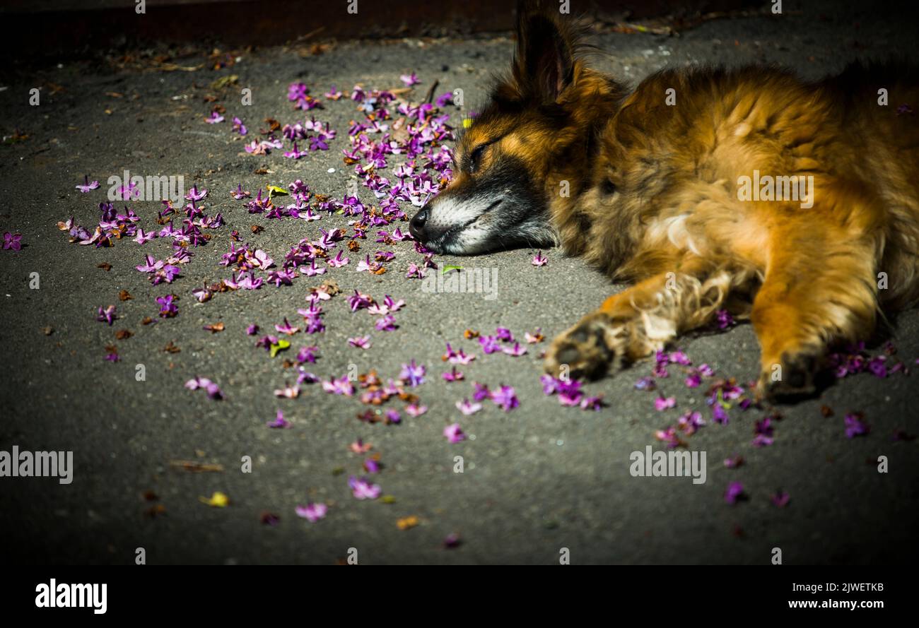 A fluffy dog lies on fallen lilac flowers Stock Photo