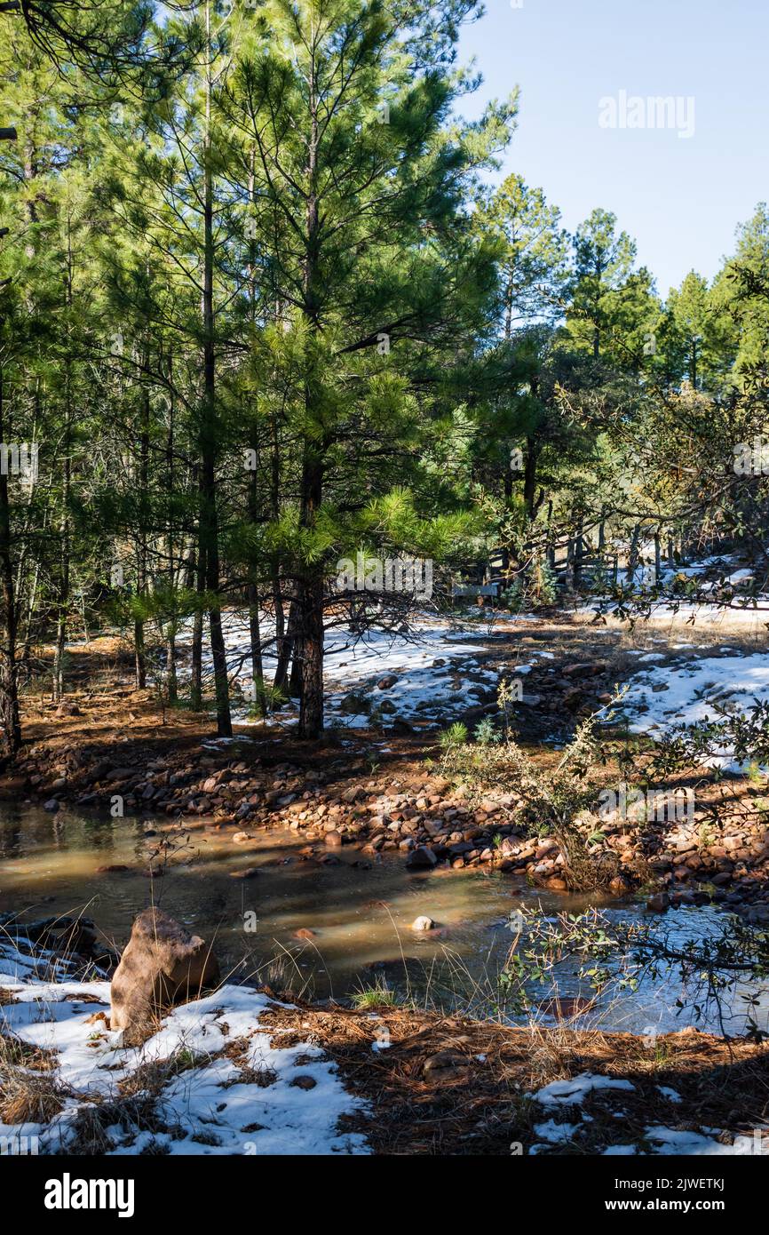 A stream of melted snow running by Timber Camp Recreation Site, Tonto