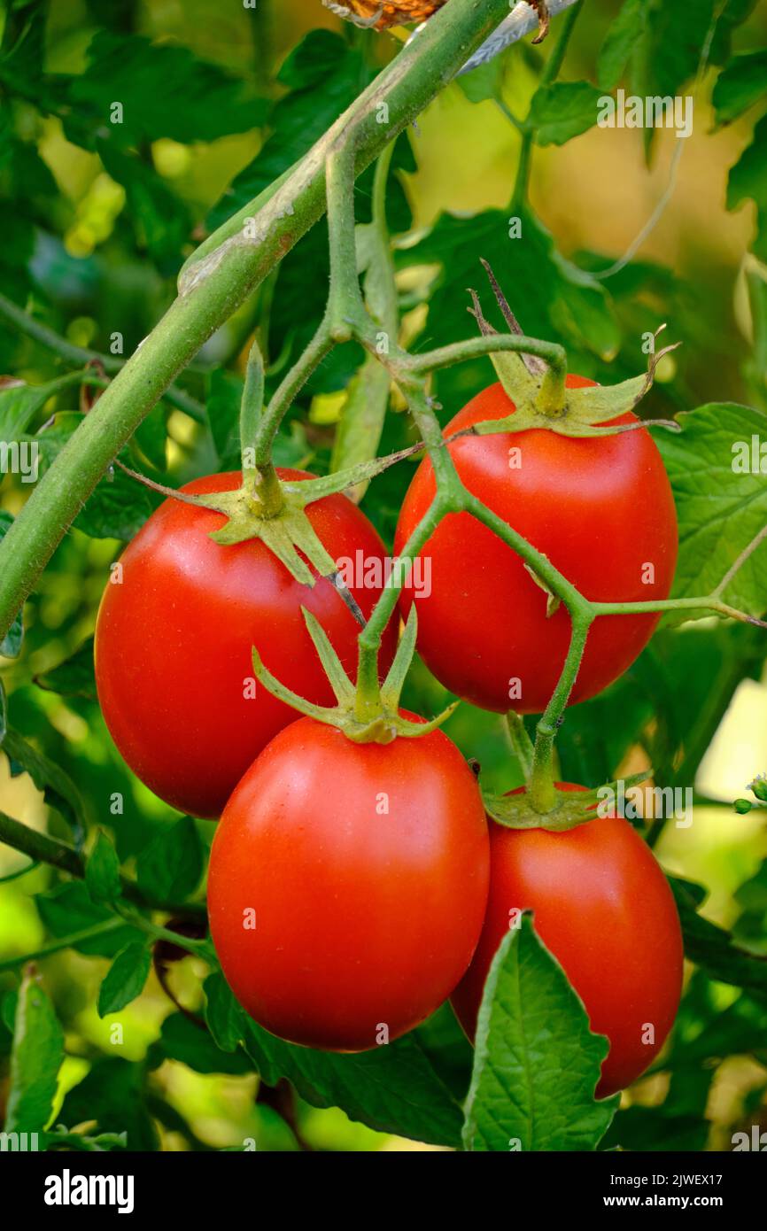 Bright red ripe tomatoes in garden on bush Stock Photo - Alamy