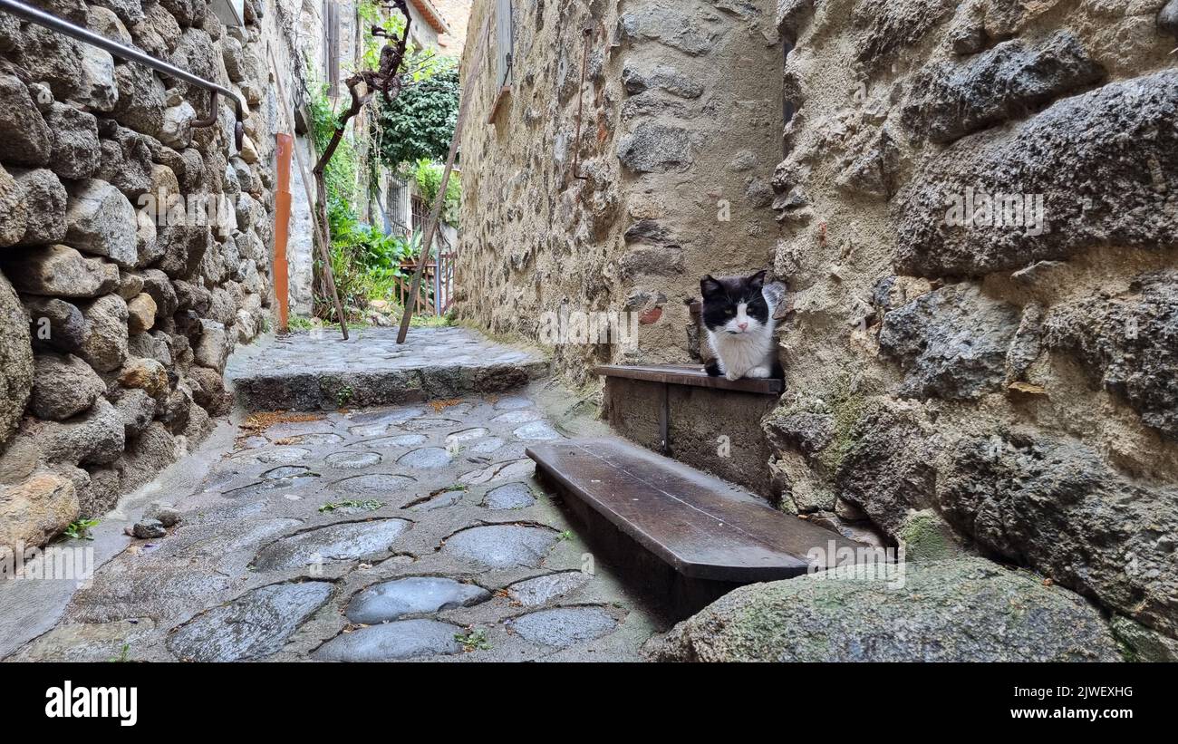 A cute black and white cat sitting on the steps of a stone building ...