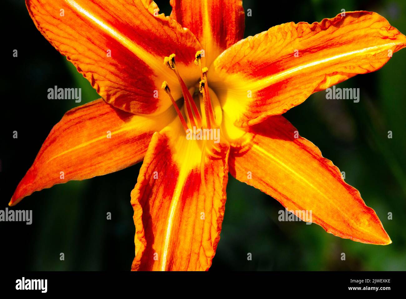 A native of Asia Orange Day-lily is a common garden plant in temperate zones has naturalized in North America and other areas often becoming an invasi Stock Photo