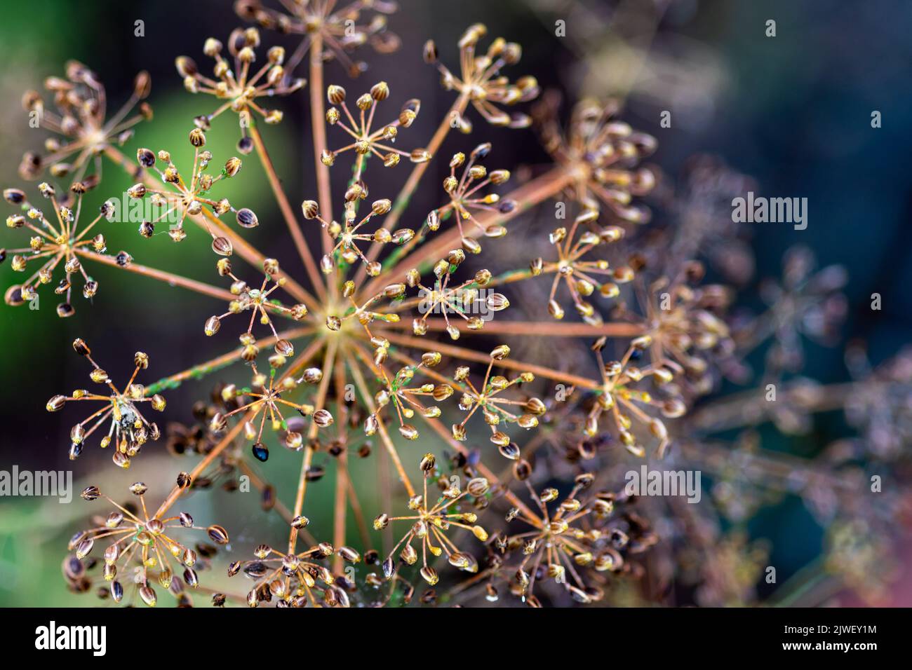 Dill seed head in three styles, anethum graveolens Stock Photo - Alamy