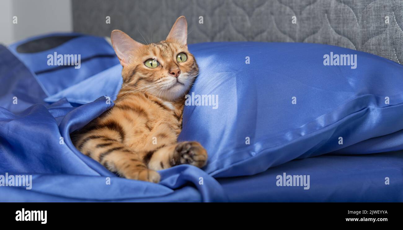 A beautiful Bengal cat lies on a bed in the bedroom Stock Photo - Alamy
