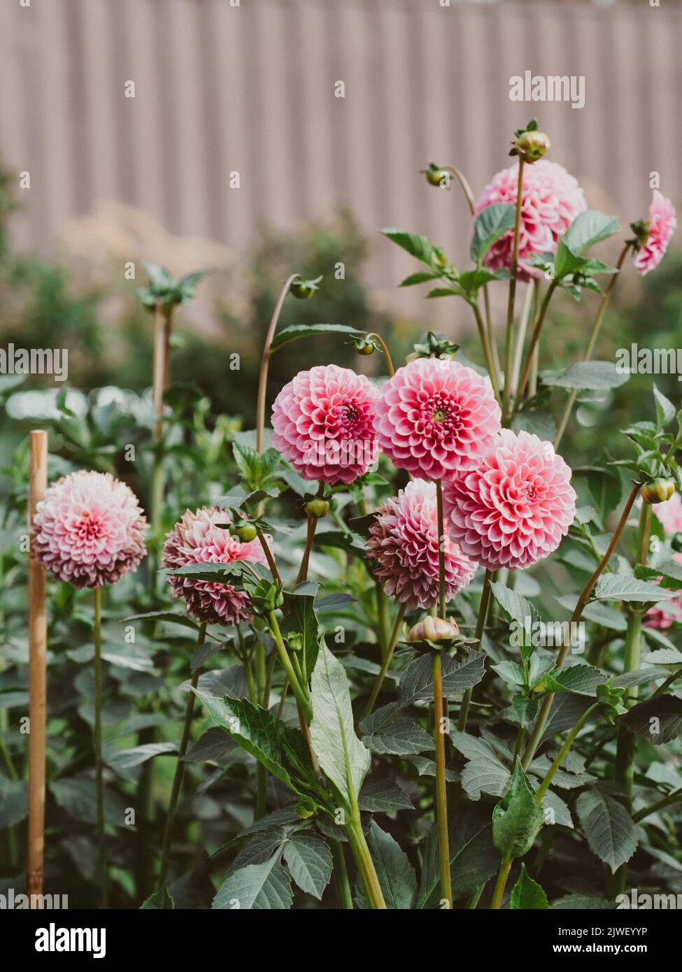 Pink garden flower hi-res stock photography and images - Alamy