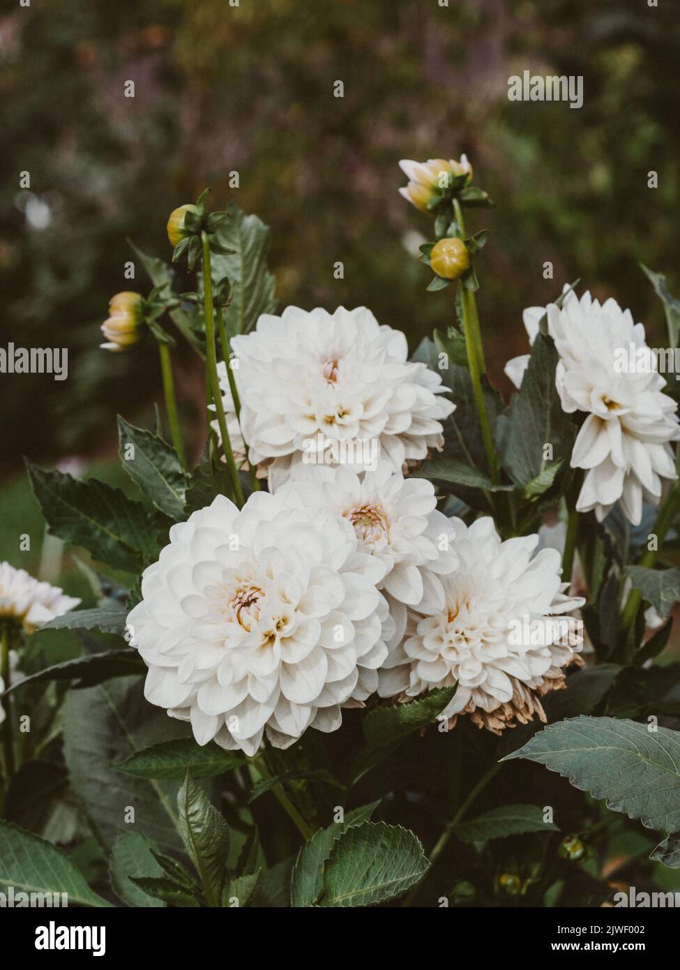 Blooming white dahlia flowers in the garden. Dahlias among the beds of flower farm. Stock Photo