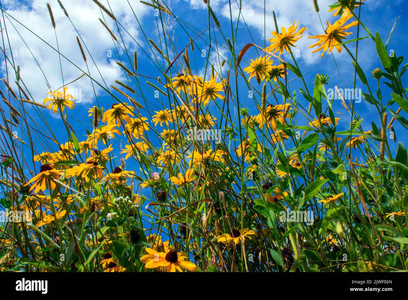 Blackeyed Susan is a wild annual in North America that has been