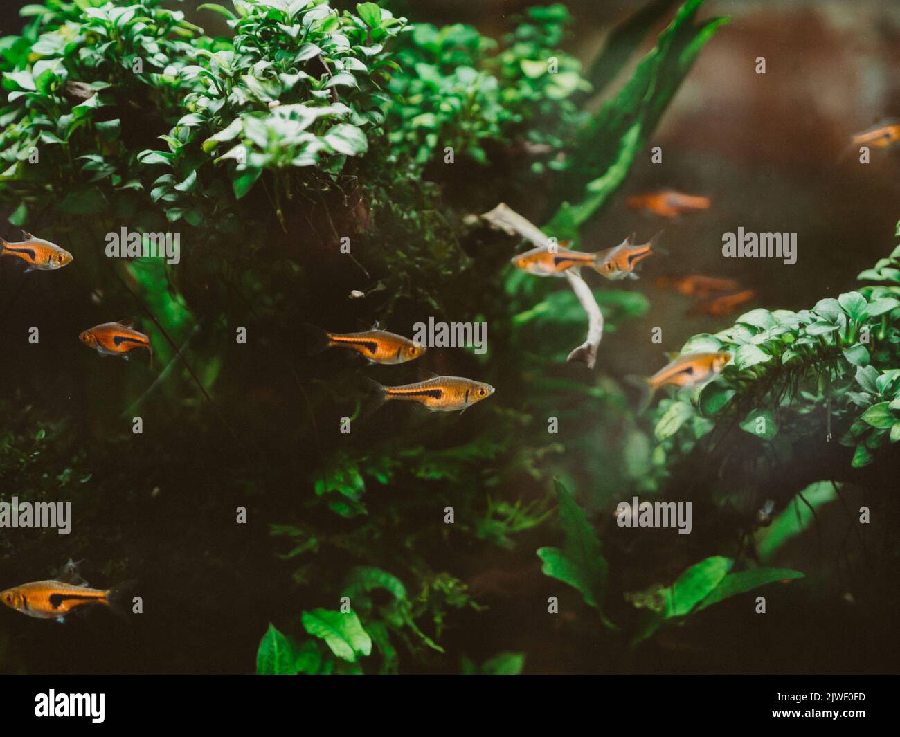 Aquarium with tropical fish and dense greenery view Stock Photo