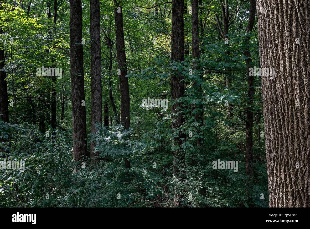 Eastern PA USA hardwood forest in dappled sunlight. Stock Photo