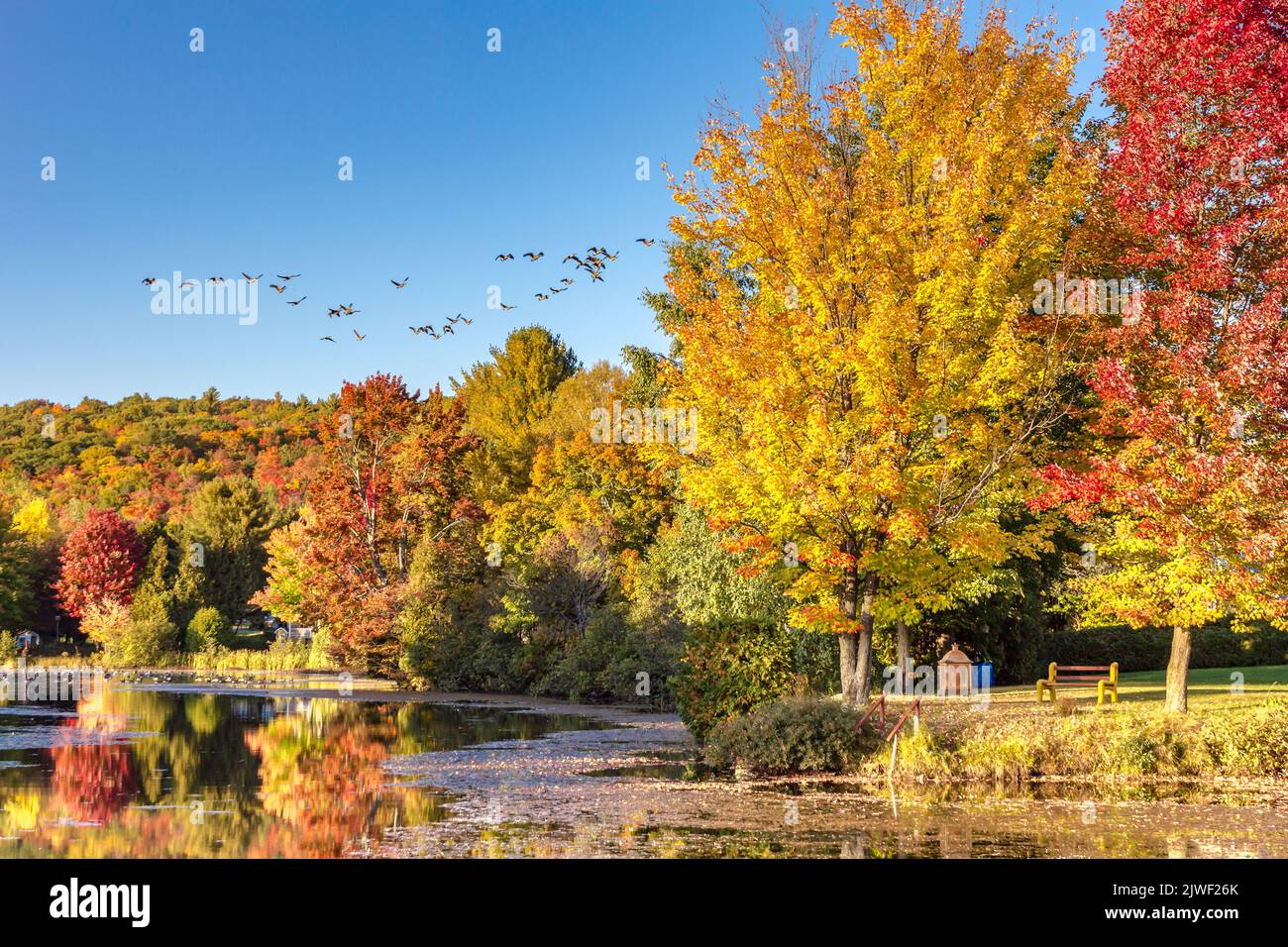 Canada geese flying over a pond in a colorful autumn landscape