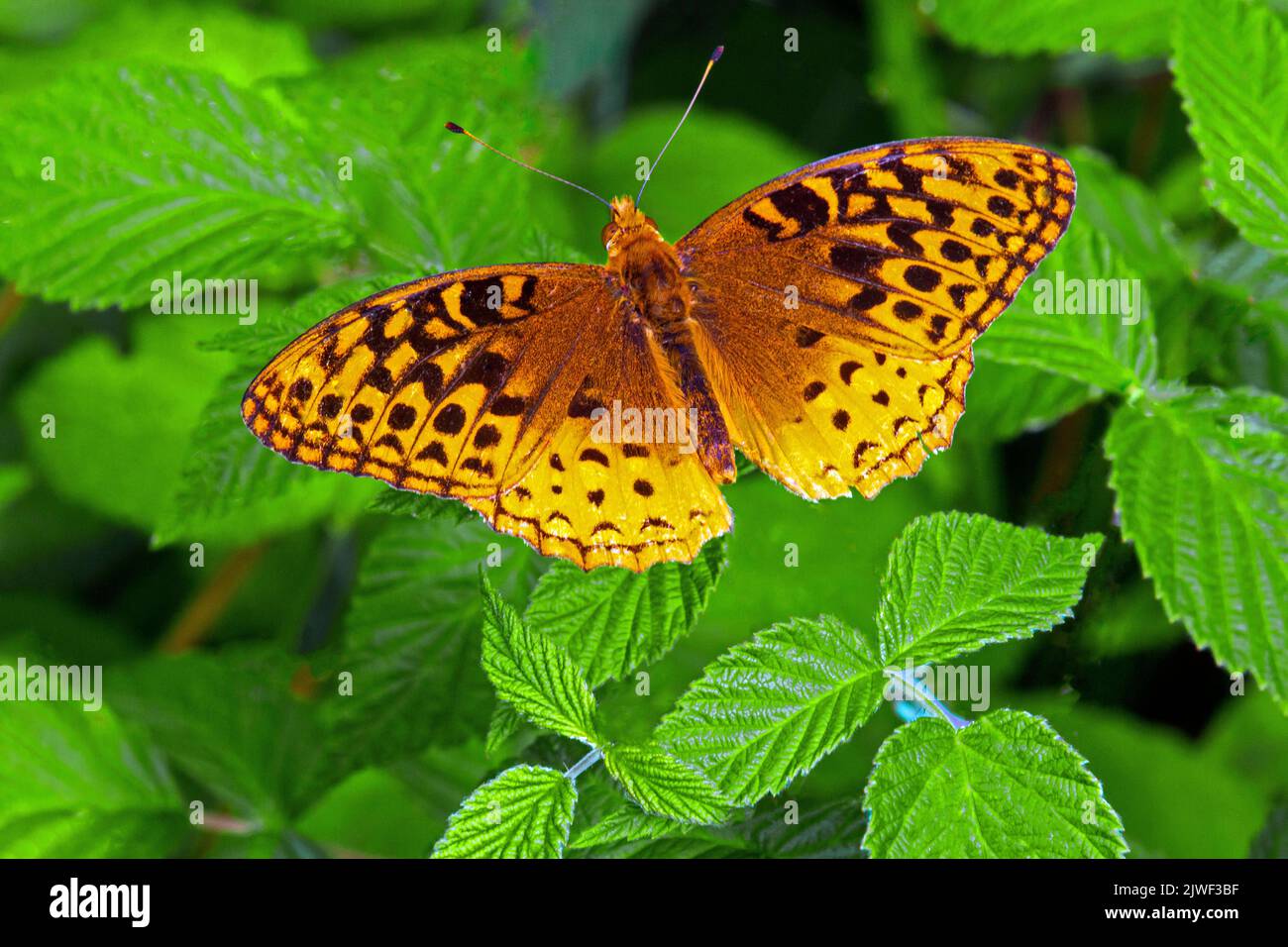 The great spangled fritillary ranges over a wide area of North America in moist meadows and woodland edges. Stock Photo