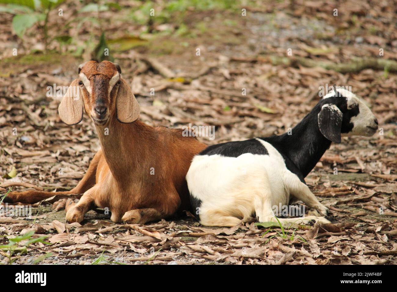 A farm with two goats next to each other Stock Photo Alamy