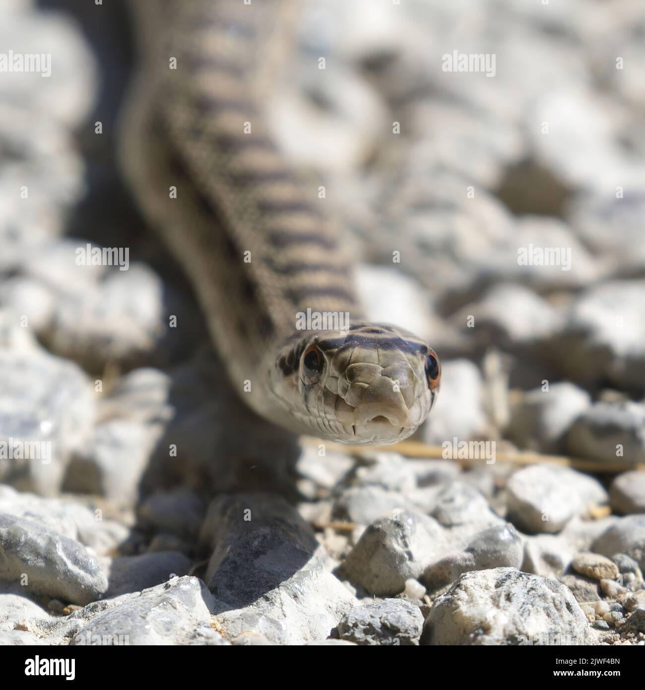 Pacific Gophersnake, Juvenile. Pearson-Arastradero Preserve, Santa Clara County, California, USA. Stock Photo