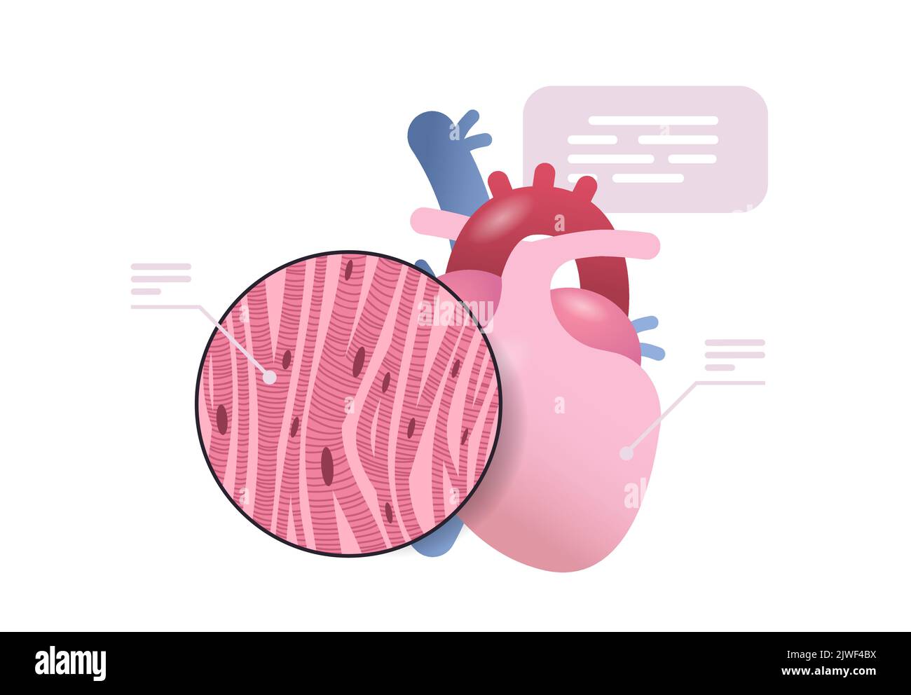 detailed explanation anatomical heart structure human body internal organ anatomy medicine healthcare concept Stock Vector