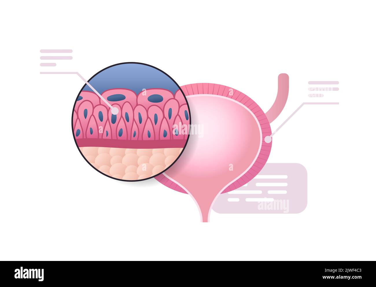detailed explanation urinary bladder structure human internal organ anatomy healthcare medical concept horizontal Stock Vector