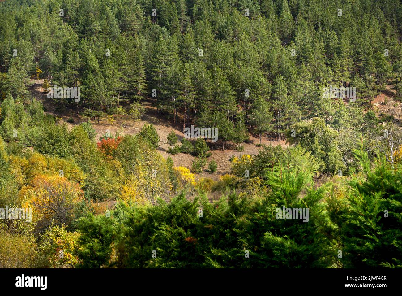 Golden magic autumn forest with colorful fall leaves. Romantic landscape Stock Photo