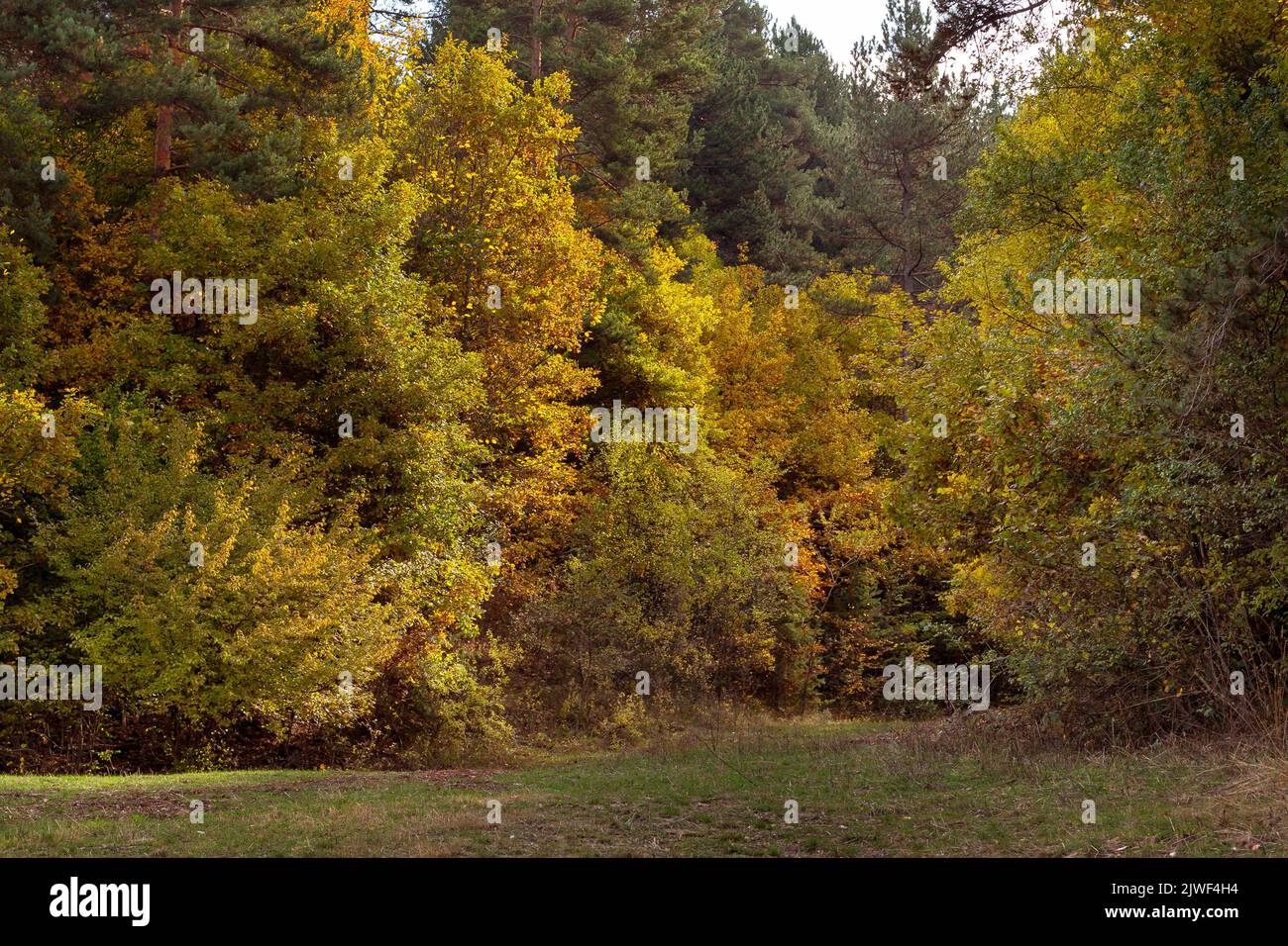 Golden magic autumn forest with colorful fall leaves. Romantic landscape Stock Photo