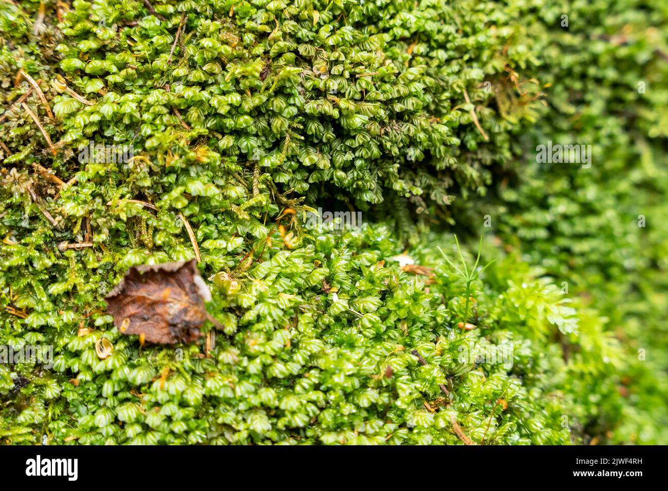 growing fresh wet green moss in a nature park. Natural moss in nature Stock Photo Alamy