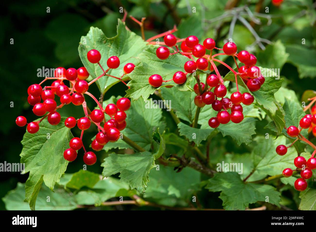 Highbush Cranberry is a native shrub in North America. Its fruit is a favorite food of many species of birds. Stock Photo