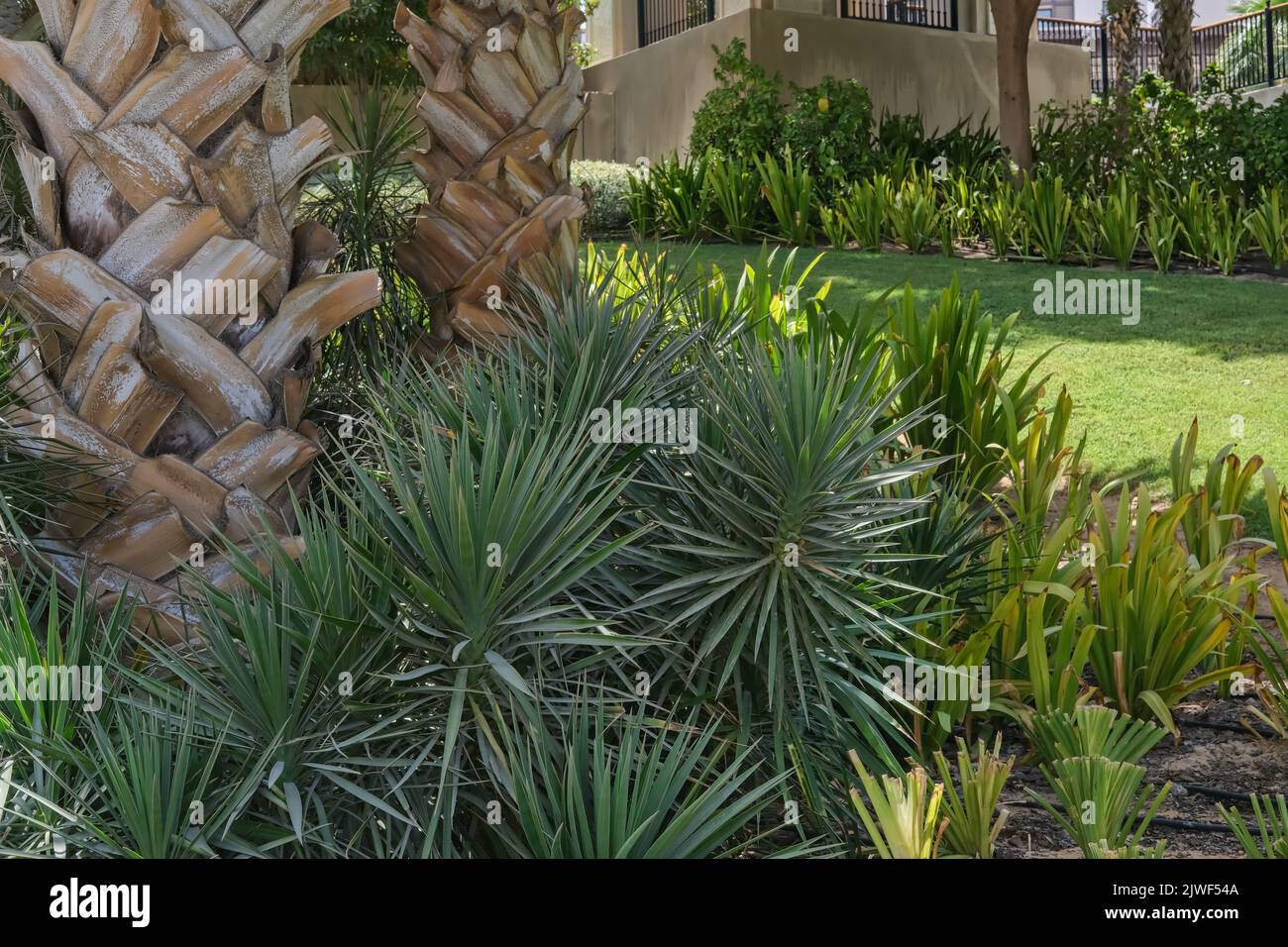 Green recreation area in urban park with classic decorative desert plants and palm tree trunk close up as background Stock Photo