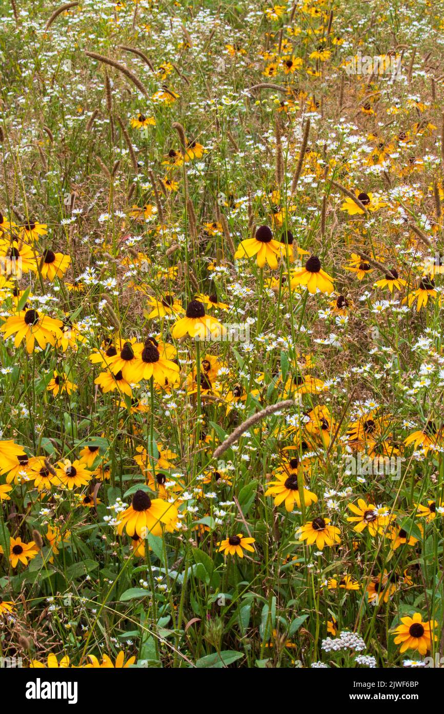 Black-eyed Susan & Daisy Fleabane are two native wildflowers often found growing together in old-fields and wild meadows in the northeast United State Stock Photo