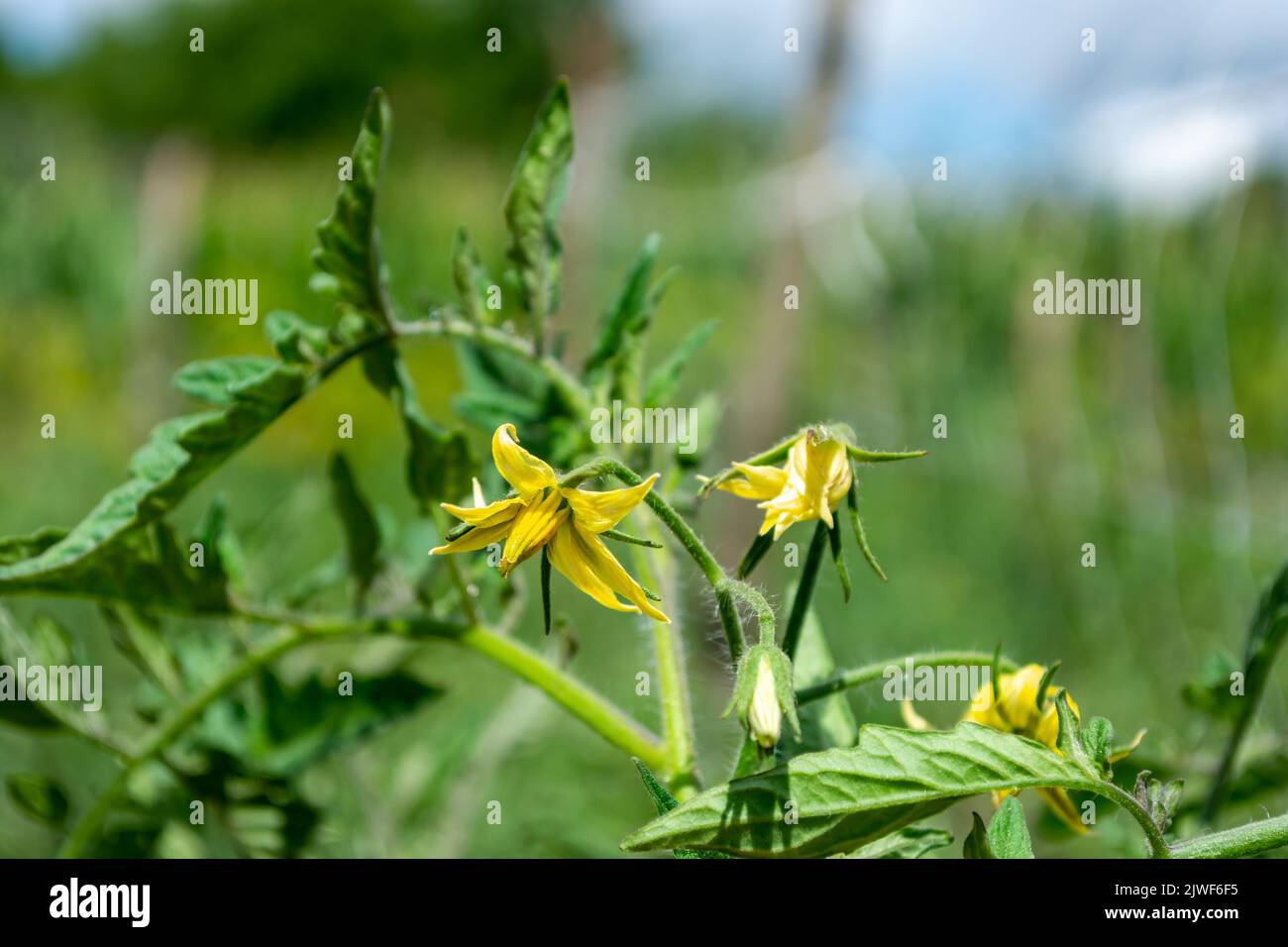 Tomato flowers on a green bush in the field. Agriculture and agronomy Stock Photo Alamy