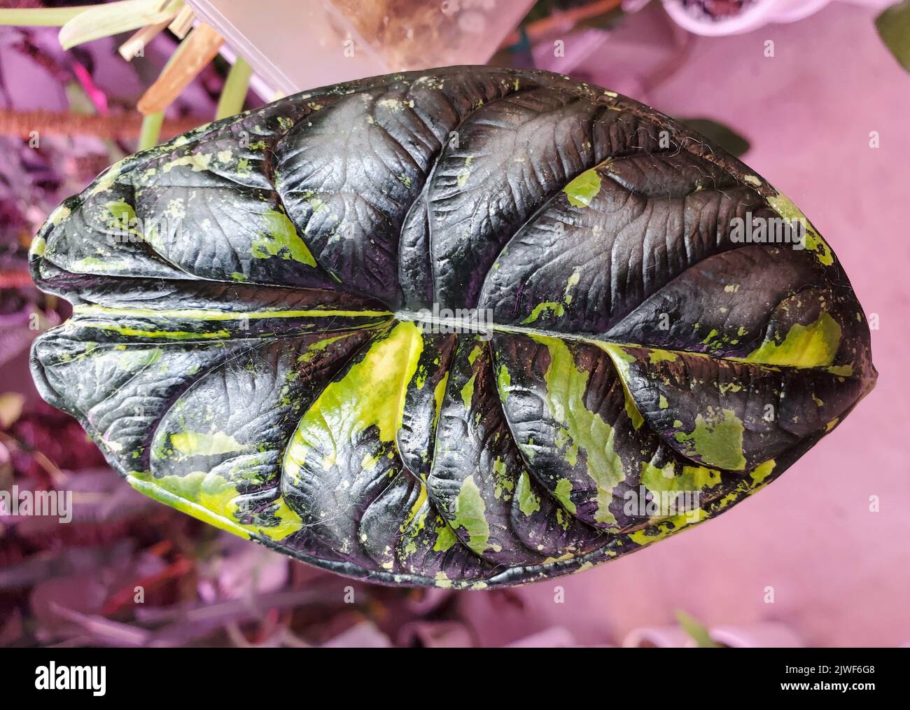 Beautiful dark green and yellow marbled leaf of Alocasia Dragon Scale variegated Stock Photo