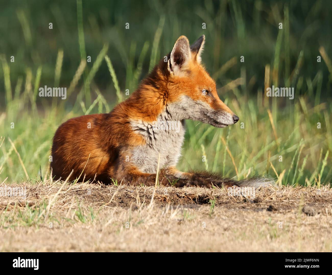 Urban red fox hi-res stock photography and images - Alamy