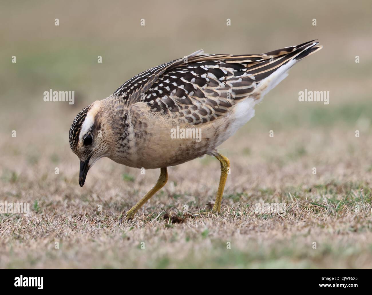 Dotterel visiting Cleeve Hill in Gloucestershire causing quite a stir with local bird watchers Stock Photo