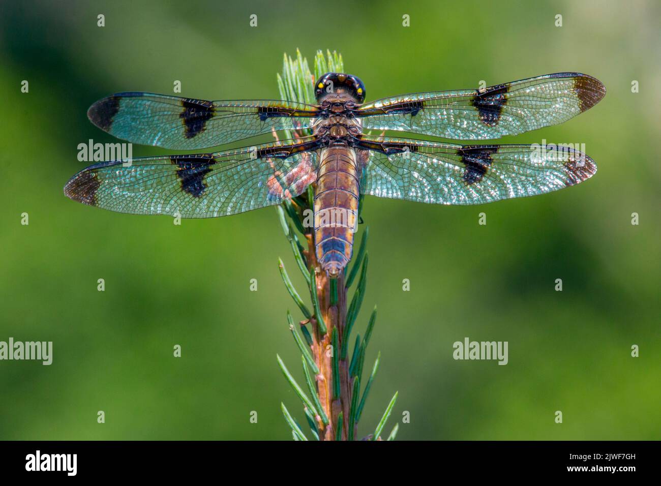 The twelve-spotted skimmer (Libellula pulchella) is a common North American skimmer dragonfly, found in southern Canada and in all 48 of the contiguou Stock Photo