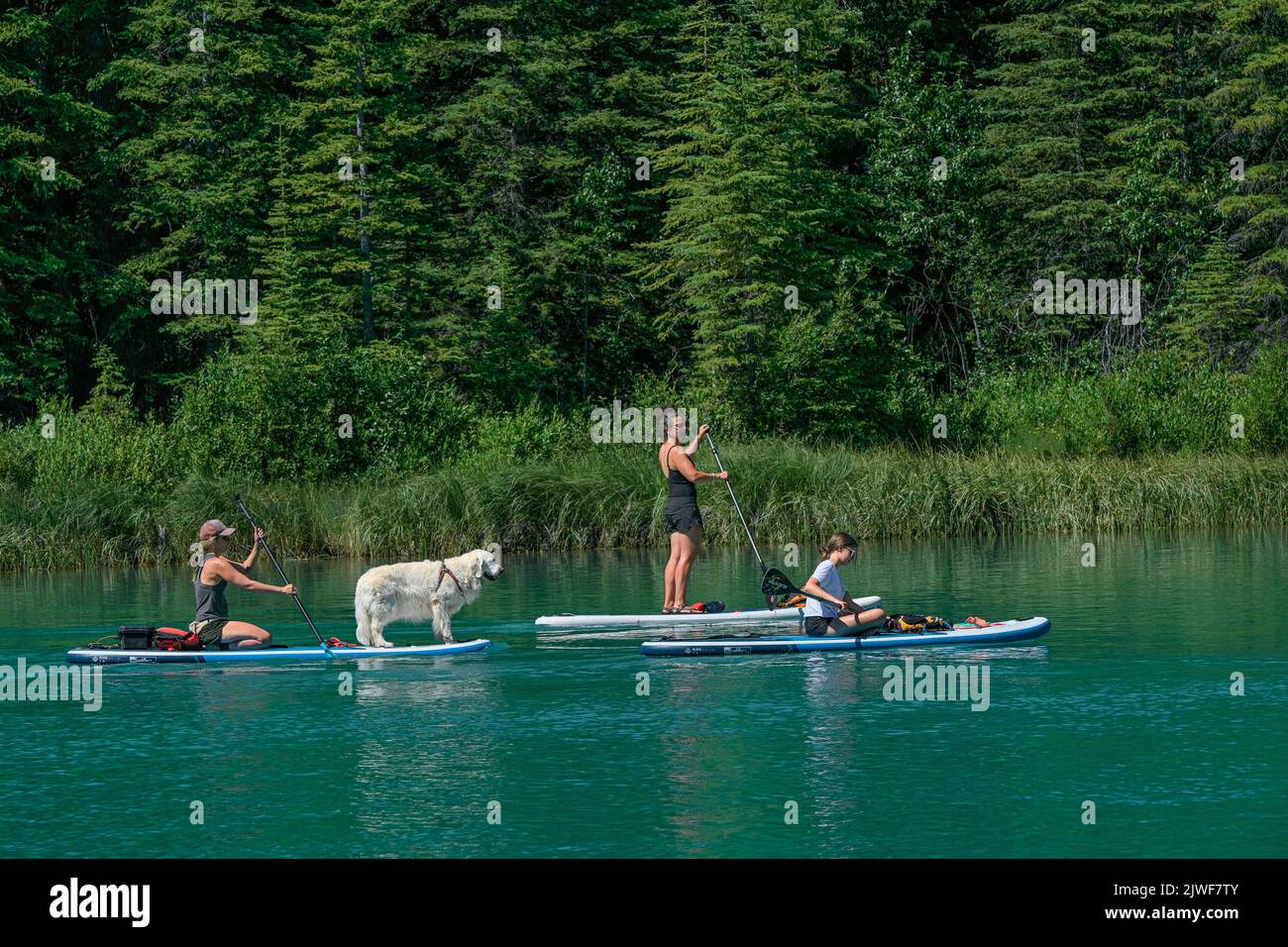Paddleboarders with large dog, Bow River,, Banff,, Banff National Park, Alberta, Canada Stock Photo