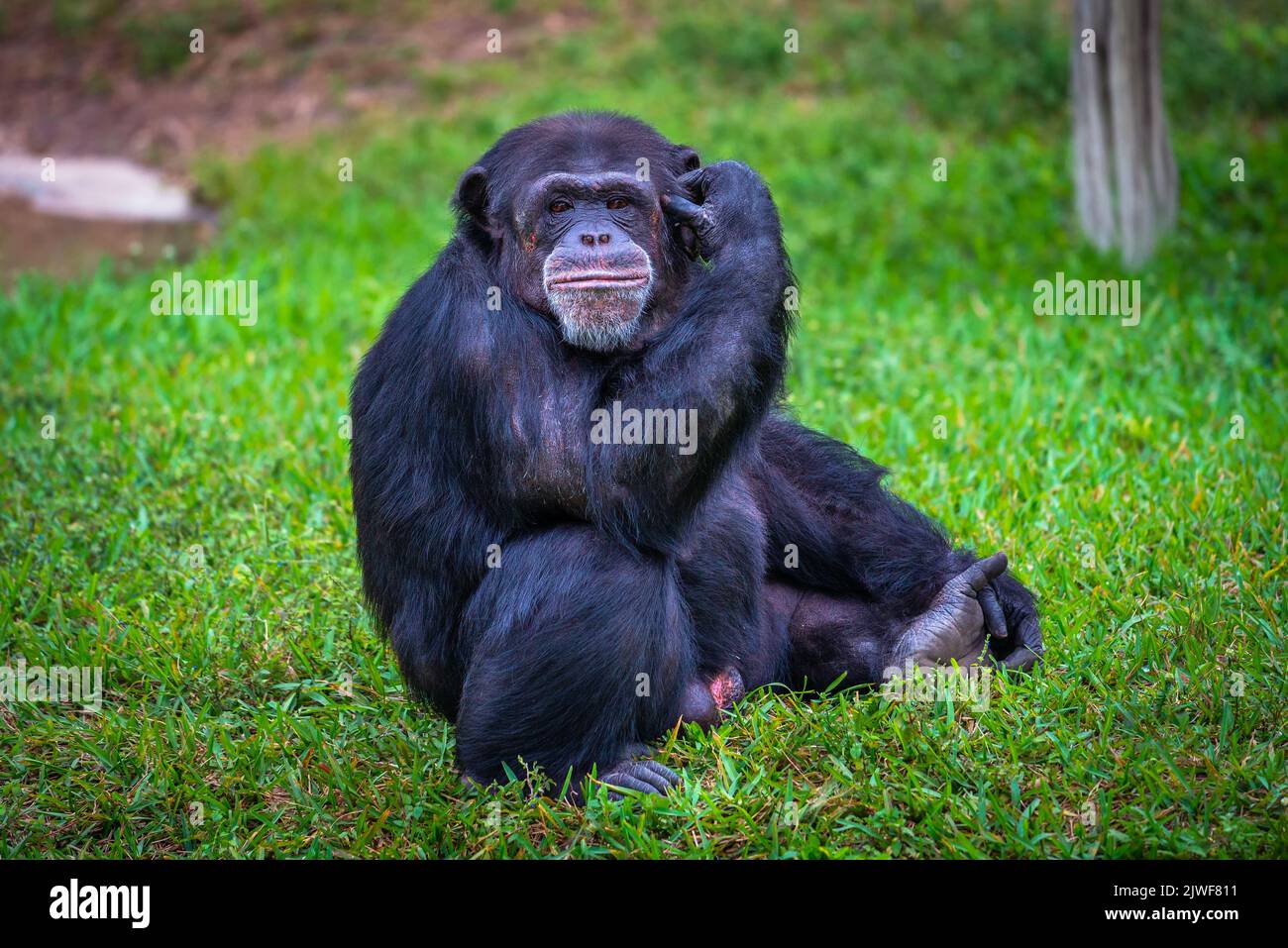 Portrait of western chimpanzee Stock Photo