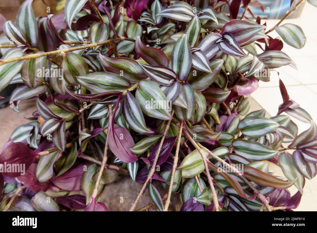 Wandering Jew, Wandering Dude, Inch Plant, Spiderwort or Tradescantia Zebrina plant flowers. Pink purple violet leafs Stock Photo