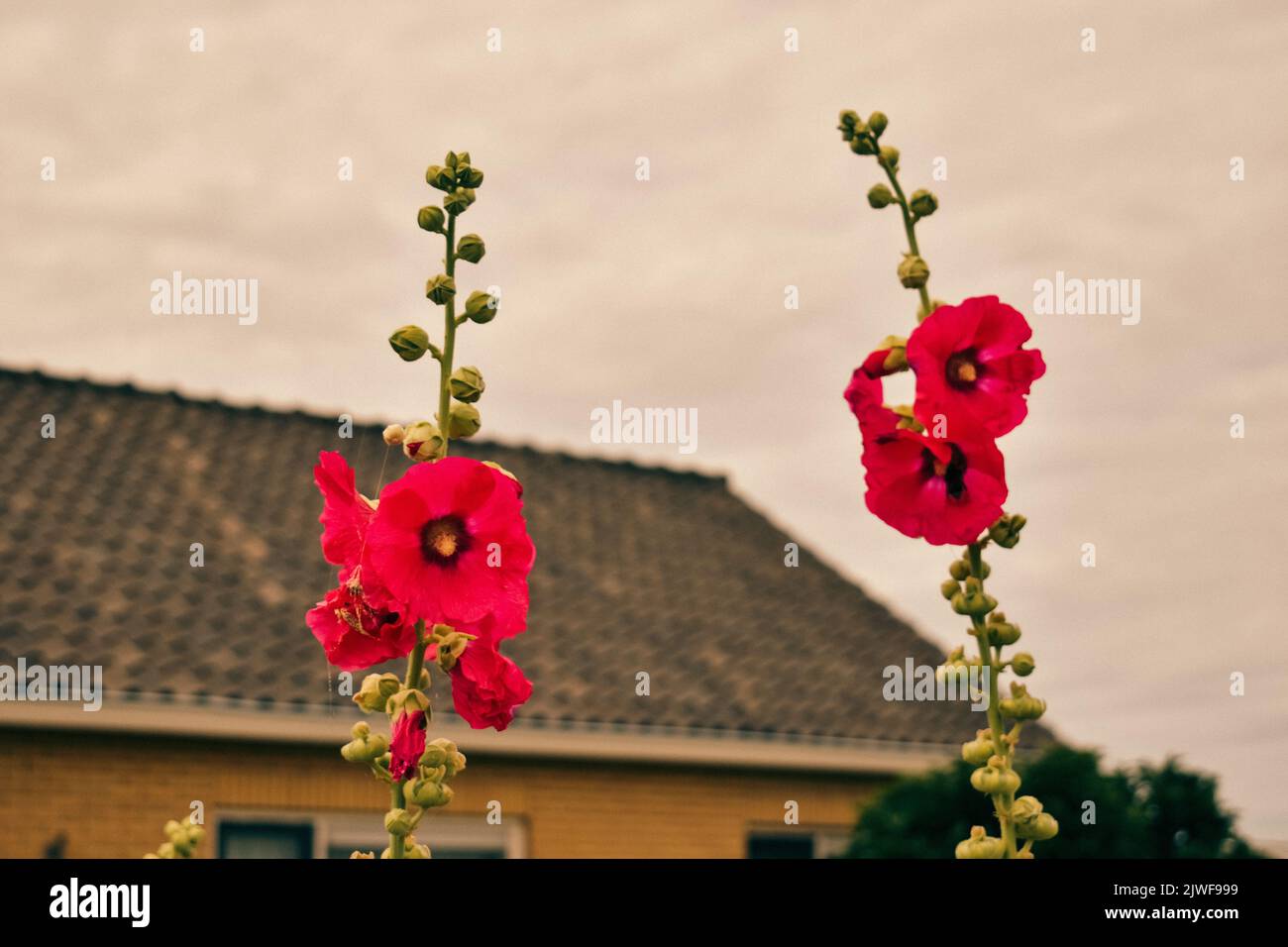 Living in a Quite Town, De Lier, June 2019 Stock Photo Alamy
