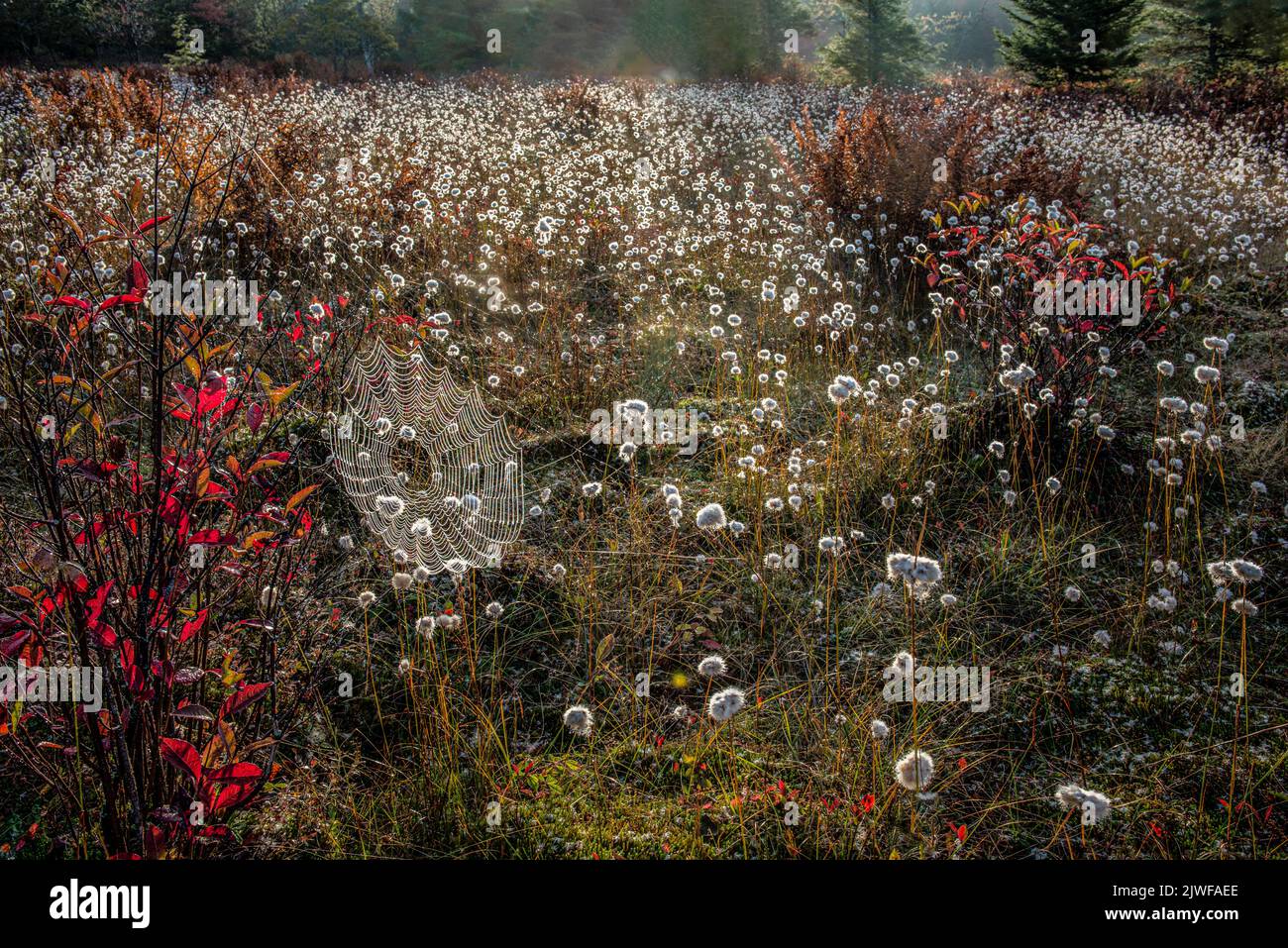Dew-covered orb weaver spider web at sunrise in a high-altitude boreal bog in Blackwater State Park, West Virginia. Tawny cottongrass (Eriophorum virg Stock Photo