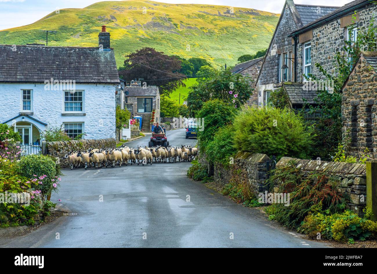 A flock of sheep being herded through the village of Barbon in Cumbria in September Stock Photo