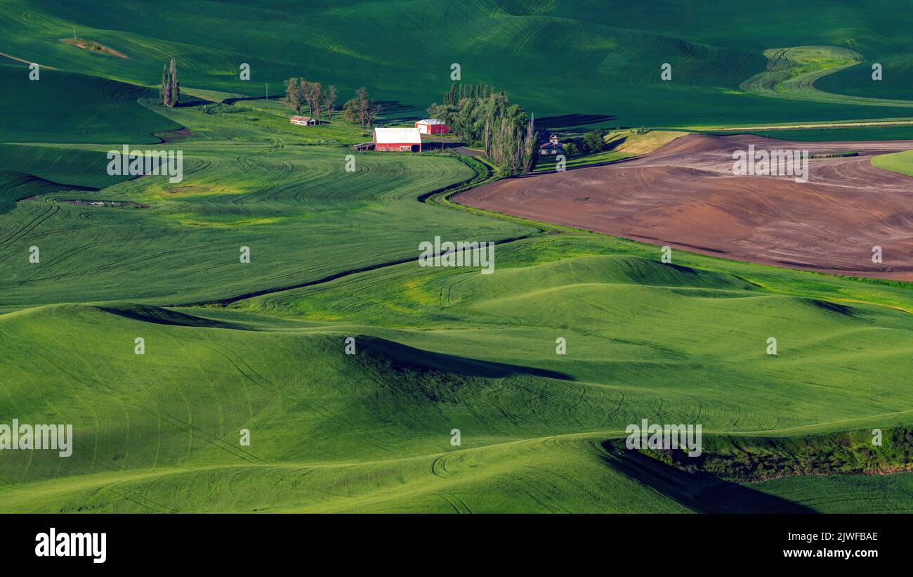 Washington Staten farm country with green fields and red barns Stock Photo