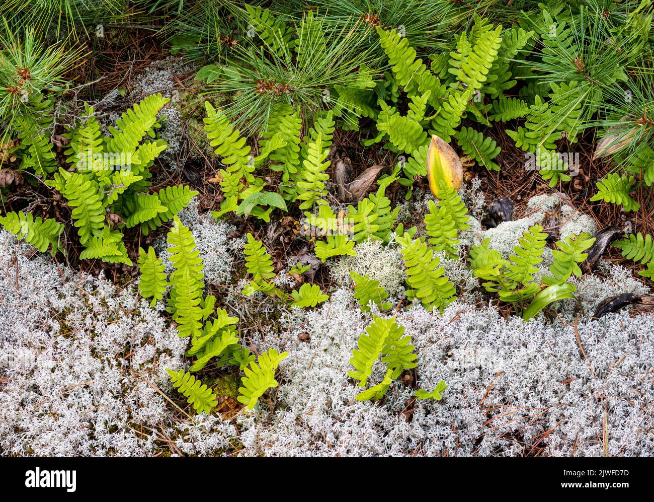 Bed of reindeer lichen, common polypody ferns, Canada mayflower leaves, and white pine branches on island in the 30,000 island region of the Georgian Stock Photo