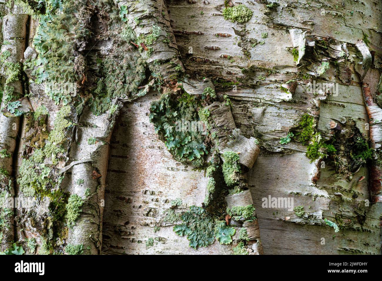 Various lichens growing on bark of paper birch (Betula papyrifera) on island in the 30,000 Island archipelago of the eastern Georgian Bay, Canada. Stock Photo