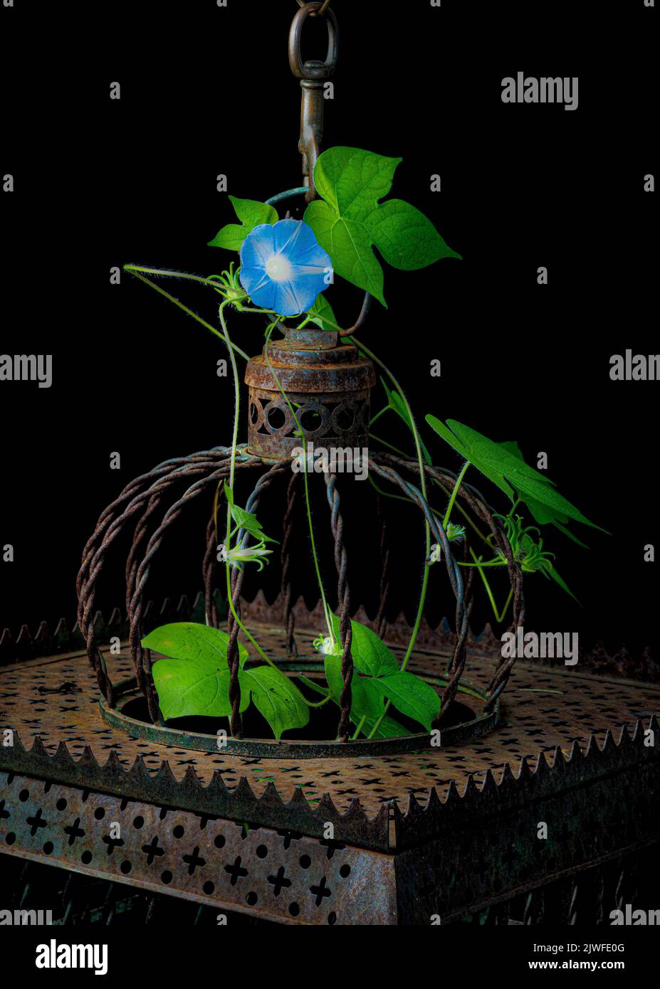 Ivy-leaf morning glory plant (Ipomoea hederacea) growing inside antique metal birdcage. Stock Photo