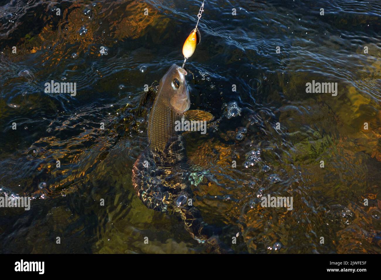 Grayling caught and hooked from the Arctic river with spinner lure by fisherman in Lapland in Sweden in Kiruna in August 2021. Stock Photo