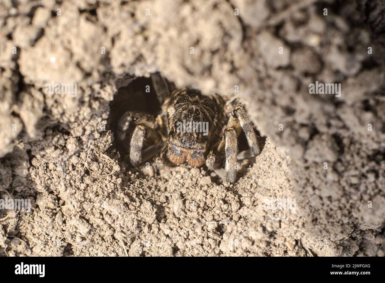 Spider tarantula in a ground hole closeup Stock Photo Alamy